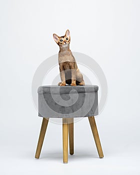 Abyssinain kitten siting on gray chair and looking up. Portrait of a funny cat in the studio. Animal on white background