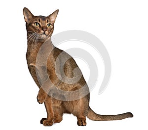 Abyssinian (9 months old) photo