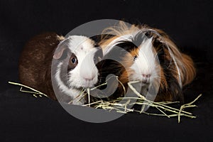 Abyssinian and American Guinea Pigs Cavia porcellus