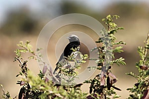 Abyssinian Black Wheatear, Oenanthe lugubris, on a bush in East Africa