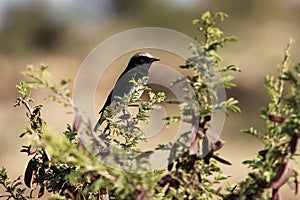 Abyssinian Black Wheatear, Oenanthe lugubris, on a bush in East Africa