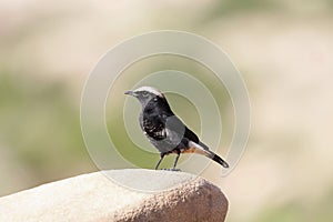 Abyssinian Black Wheatear, Oenanthe lugubris, on a rock in East Africa