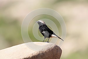 Abyssinian Black Wheatear, Oenanthe lugubris, on a rock in East Africa