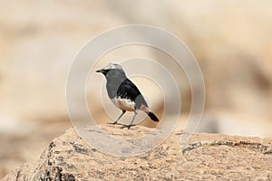 Abyssinian Black Wheatear, Oenanthe lugubris, on a rock in East Africa