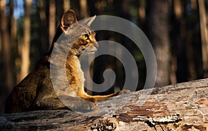 Abyssinian calm cat outdoors lying on tree trunk