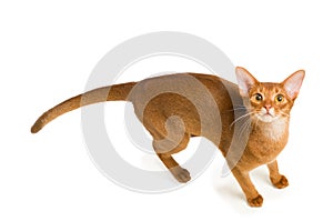 Abyssinian cat