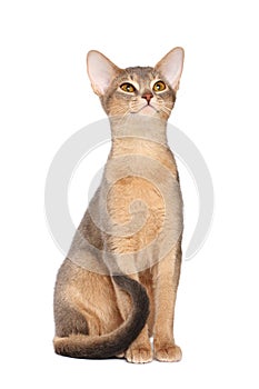 Abyssinian cat