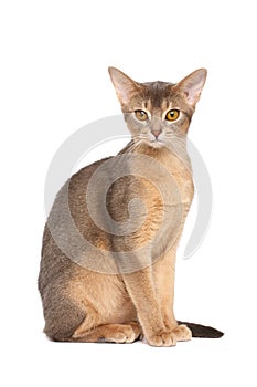 Abyssinian cat photo