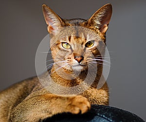 Abyssinian cat