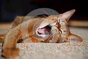 Abyssinian cat