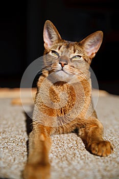 Abyssinian cat