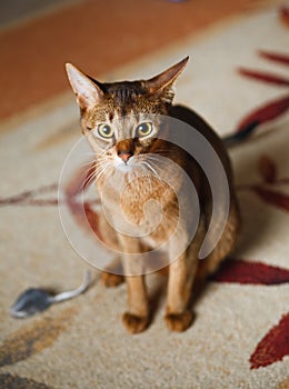 Abyssinian cat