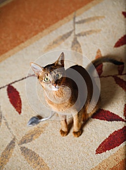 Abyssinian cat