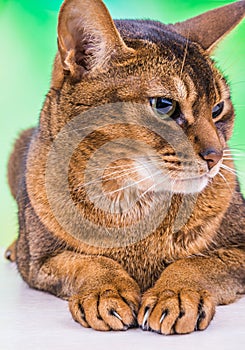 Abyssinian cat