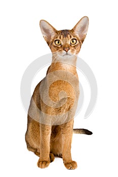 Abyssinian cat