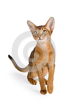 Abyssinian cat photo