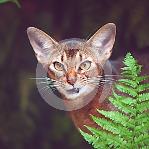 Abyssinian cat aggressive, like a predator, photo in natural conditions