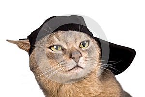 Abyssinian cat in baseball cap