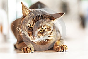 Abyssinian cat