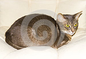 Abyssinian cat on chair pillow, symbol of comfort