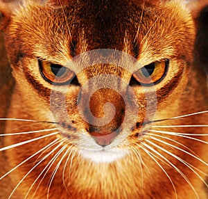 Abyssinian cat closeup photo