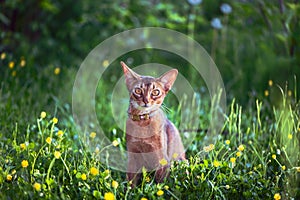 Abyssinian cat collar, close-up portrait, walks along the lawn