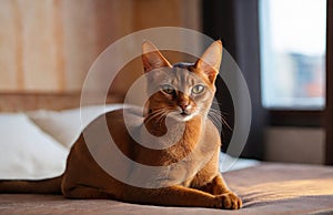 Abyssinian cat in cozy room