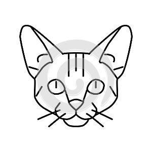 abyssinian cat cute pet line icon vector illustration