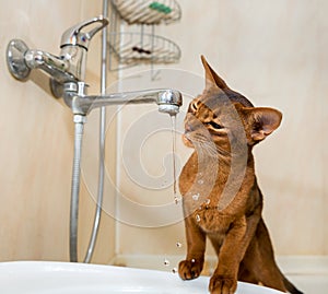 Abyssinian cat drinks water