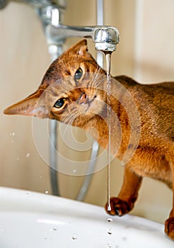 Abyssinian cat drinks water