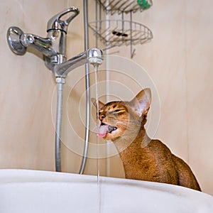 Abyssinian cat drinks water