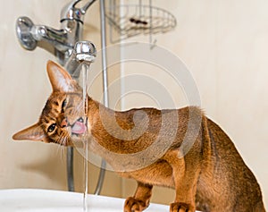 Abyssinian cat drinks water
