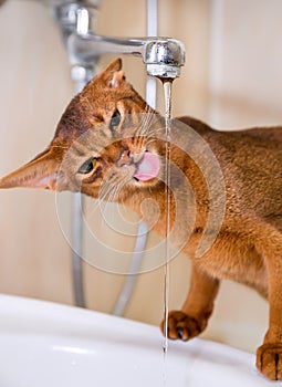 Abyssinian cat drinks water