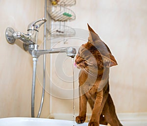Abyssinian cat drinks water