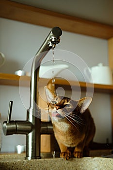 Abyssinian cat drinks water from the tap in the kitchen