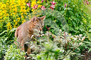 Gato en flores 