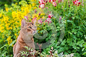 Gato en flores 