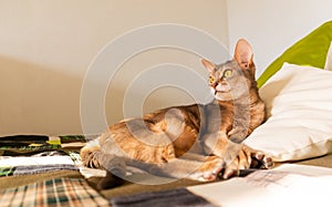 Abyssinian cat at home. Close up portrait of blue abyssinian cat, lying on a patchwork quilt and pillows