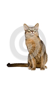 Abyssinian cat intently looking up photo