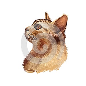 Abyssinian cat isolated on white background. Digital art illustration of hand drawn kitty for web. Aby kitten breed of
