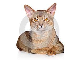 Abyssinian cat lying on a white background.