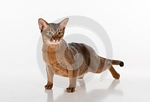 Abyssinian cat ready to attack. Isolated on white background