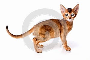 Abyssinian cat red kitten isolated on white