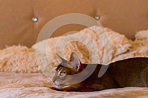 Abyssinian cat is resting lying