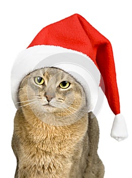 Abyssinian cat in Santa Claus hat