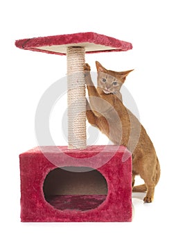 Abyssinian cat and scratching post