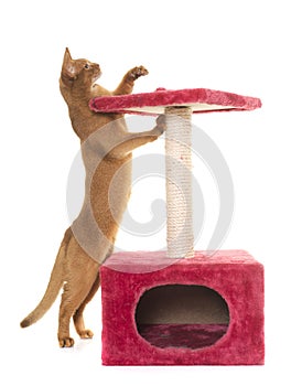 Abyssinian cat and scratching post