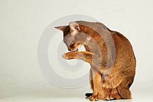 Abyssinian cat sit on table with white background lick one paw