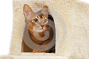 Abyssinian cat sitting in a cat's house.