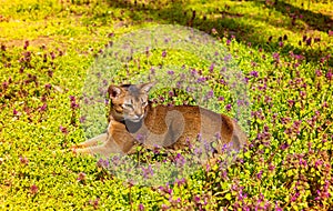 Abyssinian cat sitting in the grass with flowers in the sun